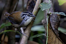 Troglodyte à poitrine blanche