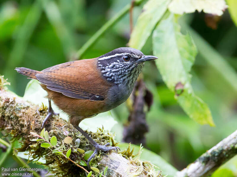 Grey-breasted Wood Wrenadult, identification