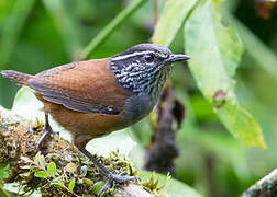 Grey-breasted Wood Wren