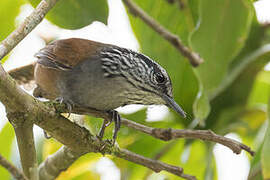 Grey-breasted Wood Wren