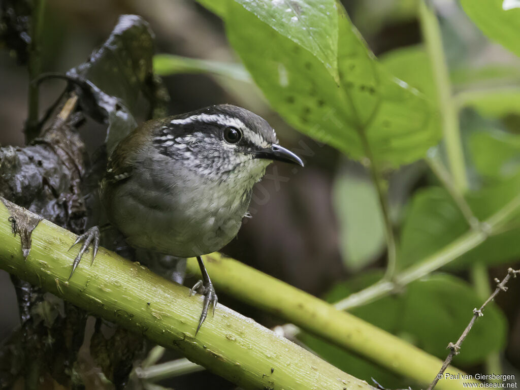 Grey-breasted Wood Wrenadult