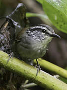 Grey-breasted Wood Wren