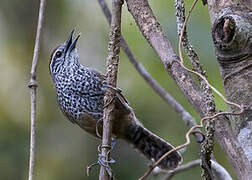 Spot-breasted Wren