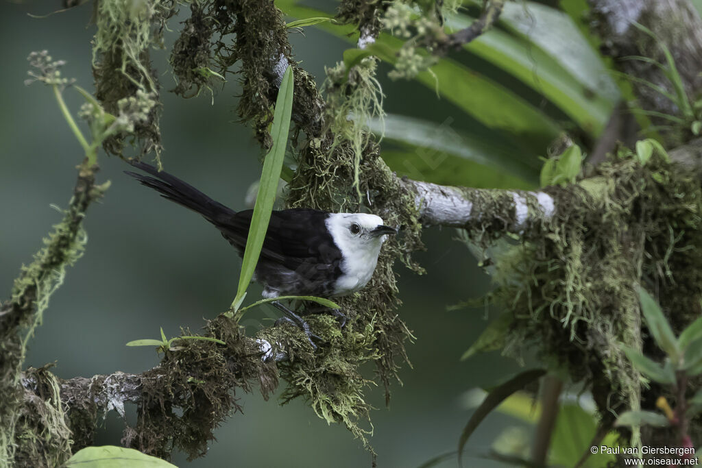 White-headed Wrenadult