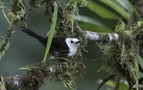 White-headed Wren