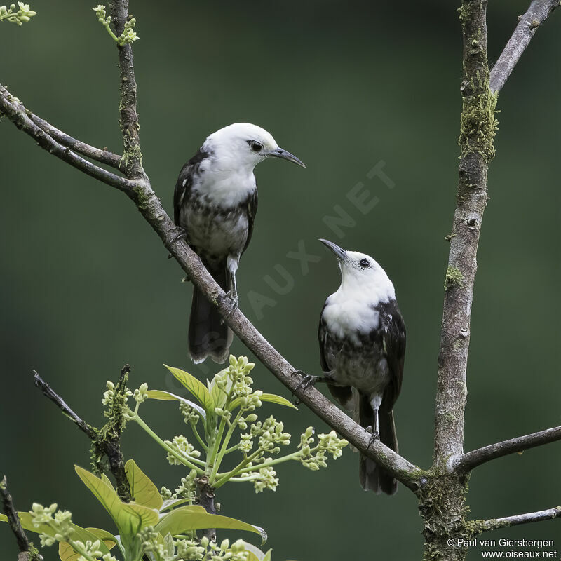 White-headed Wrenadult