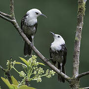 White-headed Wren