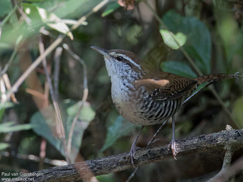 Banded Wrenadult