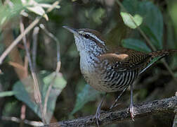 Banded Wren