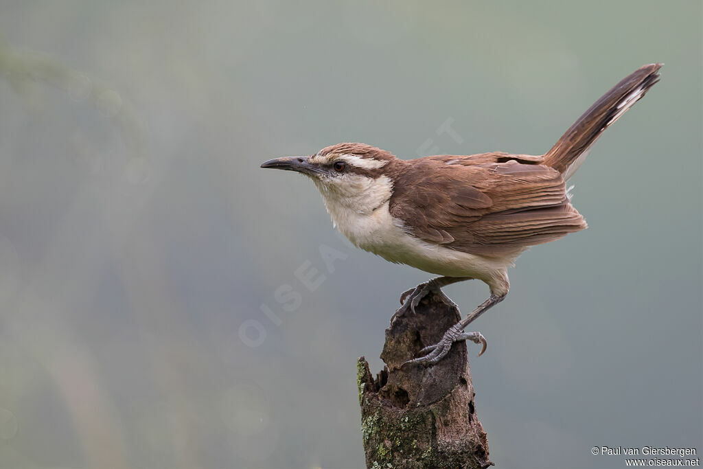 Bicolored Wrenadult