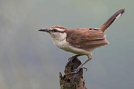 Bicolored Wren