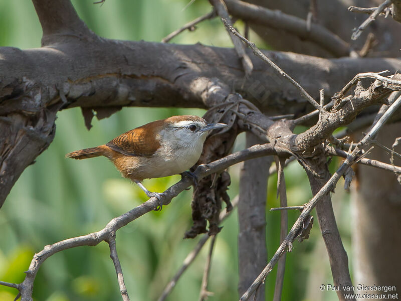 Superciliated Wren