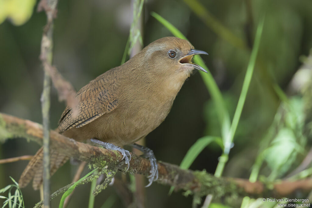 Peruvian Wrenadult