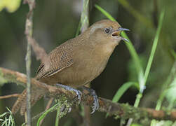 Peruvian Wren