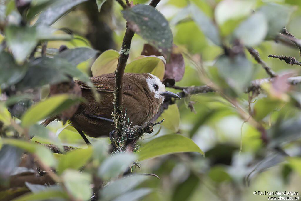 Peruvian Wrenadult