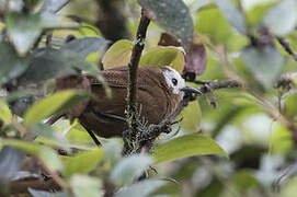 Peruvian Wren