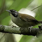 Troglodyte coraya