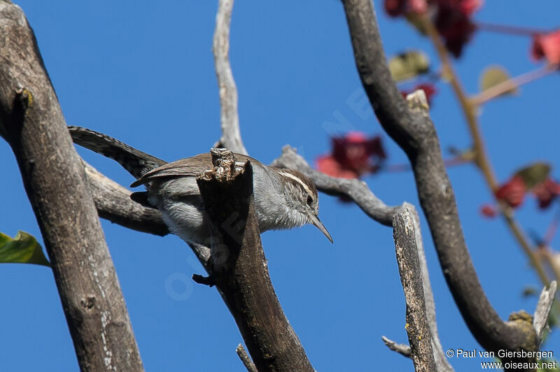 Bewick's Wren