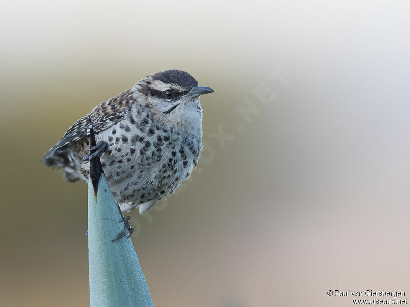 Boucard's Wren