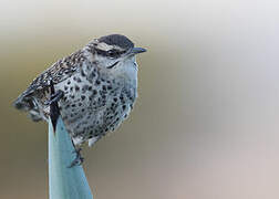 Boucard's Wren