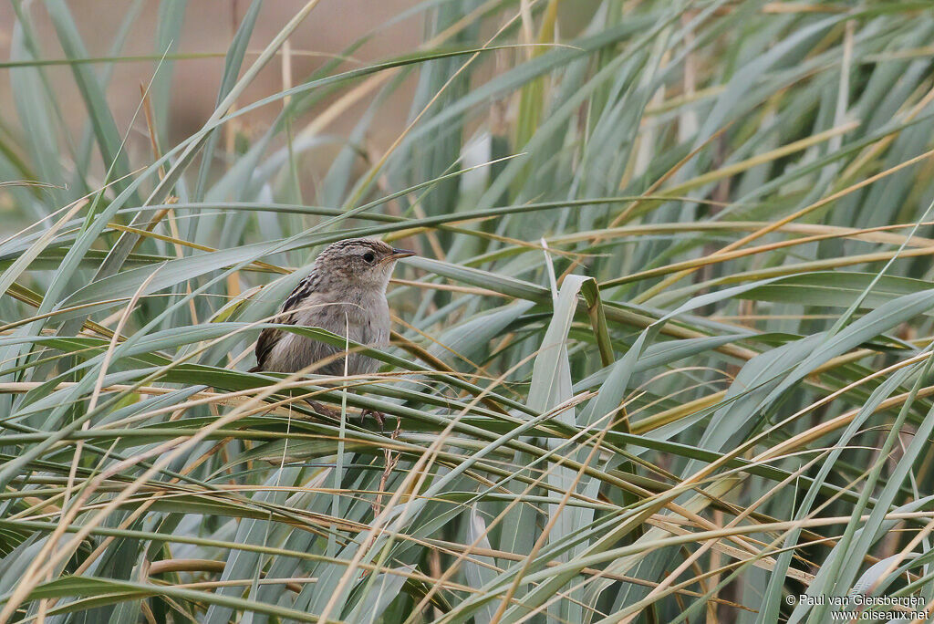 Grass Wrenadult