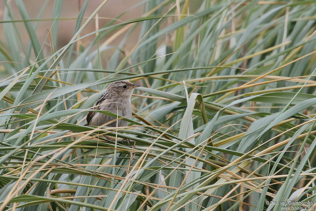 Grass Wrenadult