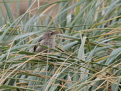 Grass Wren