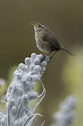 Grass Wren