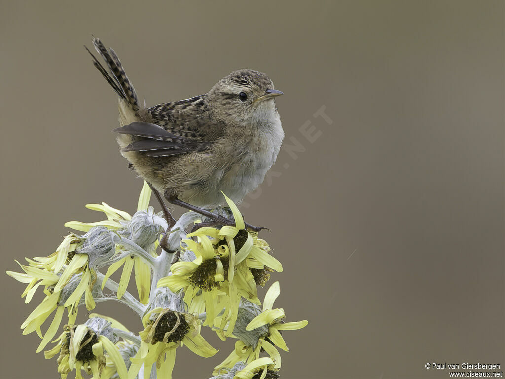 Grass Wrenadult