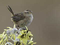 Grass Wren