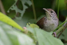 Niceforo's Wren