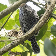 Speckle-breasted Wren