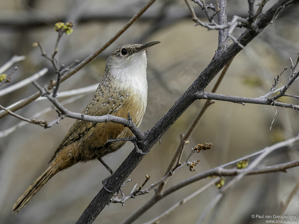 Canyon Wrenadult