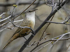 Canyon Wren