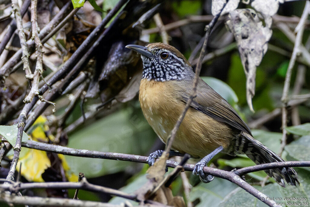 Troglodyte des halliers
