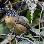 Troglodyte des halliers