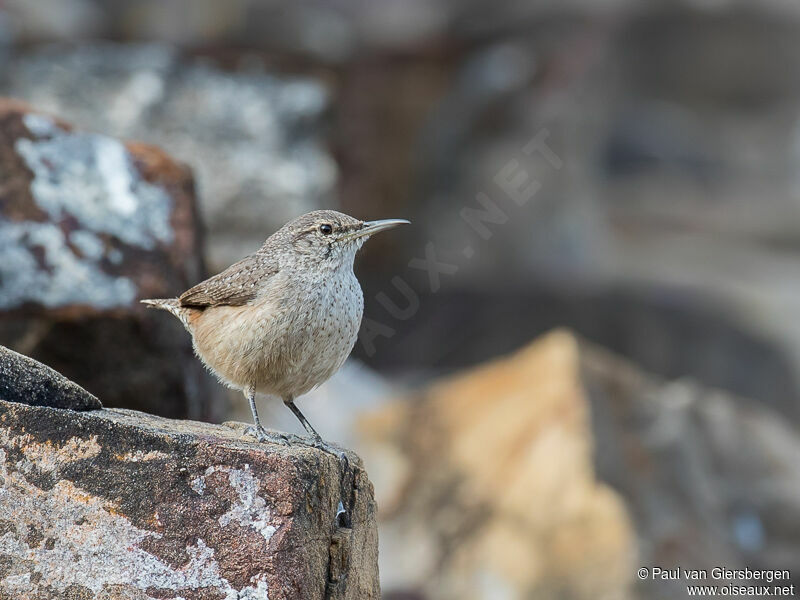 Rock Wren