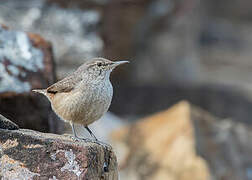 Rock Wren