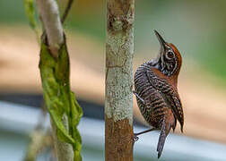 Riverside Wren