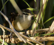 Troglodyte du Panama