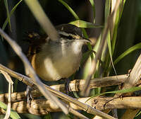 Troglodyte du Panama