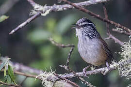 Hermit Wood Wren