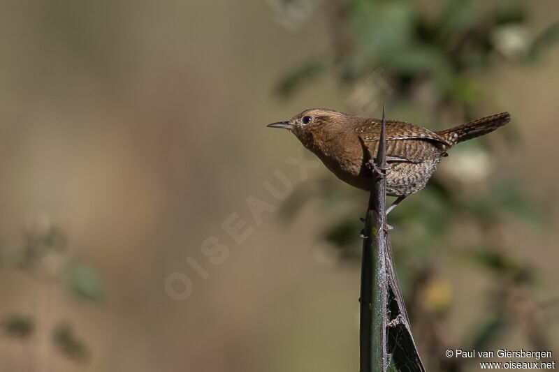 House Wren