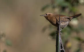 House Wren