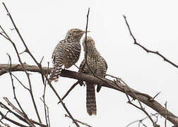 Fasciated Wren