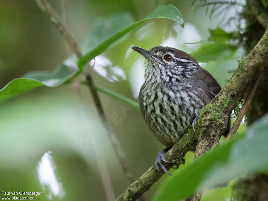 Stripe-breasted Wrenadult, close-up portrait