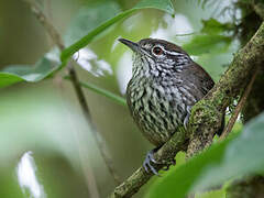 Stripe-breasted Wren