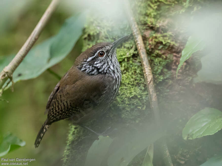 Stripe-breasted Wrenadult, identification