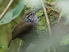 Stripe-breasted Wren