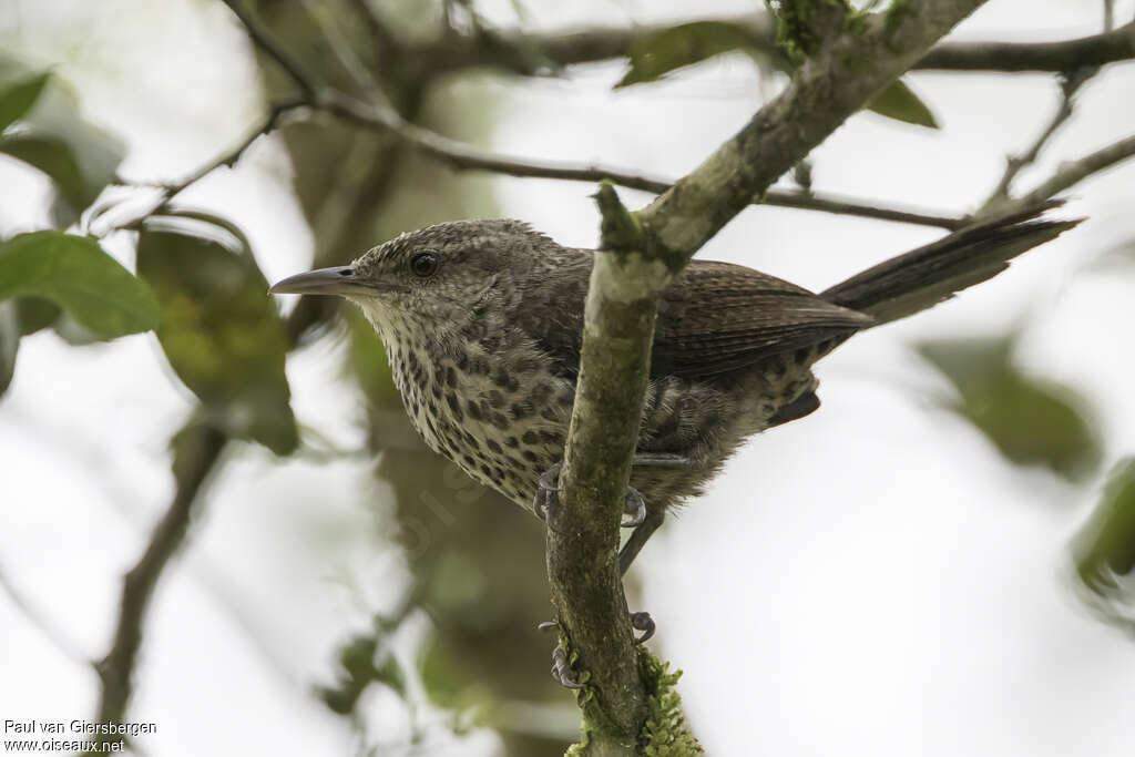 Thrush-like Wrenadult, identification